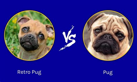 original pug vs modern pug.